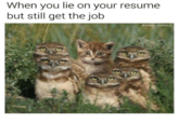 When you lie on your resume but still get the job osean_speezy