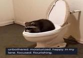 toilet raccoon is content noctumaltrash unbothered. moisturized. happy. in my lane. focused. flourishing.