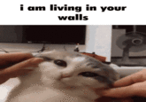 i am living in your walls
