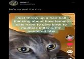 maya ☆ @mayaisfiya ... he's so real for this Just threw up a hair ball thinking about how female cats have to give birth to multiple kittens. I'm neutered btw 22.1K 249