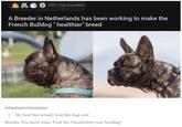 Bố. 2 e s 105 • Top Awarded A Breeder in Netherlands has been working to make the French Bulldog " healthier" breed urbanfantasyinspiration: | My God they actually look like dogs now Breeder: You know what? F--- this *unselectives your breeding*
