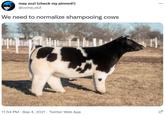 may zozi (check my pinned!) ... @coma_slut We need to normalize shampooing cows 11:54 PM · Sep 4, 2021 · Twitter Web App