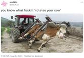 snufkin ... @sn_fk_n you know what f--- it *rotates your cow* 7:13 PM · May 8, 2021 · Twitter for Android