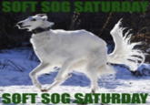 soft sog SOFT SOG SATURDAY SOFT SOG SATURDAY