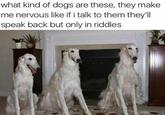 borzoi what kind of dogs are these, they make me nervous like if i talk to them they'll speak back but only in riddles