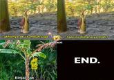 Read left to right.

"Finally I can grow healthy. Anyway, where are we mum?"
"Binjai, my son."
[The End]