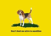 Don't feed me alive to sandflies