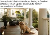 Sometimes I fantasize about being a Golden retriever in an upper class white family somewhere in Maine.