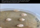 h Anyone know what these dumpling-like colonies are? They come metal-contaminated soils