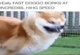rEally FAST DOGGO BORKS AT INCREDIBL HIHG SPEED