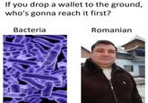 If you drop a wallet to the ground, who's gonna reach it first? Bacteria Romanian