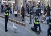 Cop handling white swan vs Cop handling black swan prCE POLICE POLKE each aten CUROGUNT Sraid na Mainistreach Abbey Street