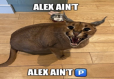ALEX AINT ALEX AINT P
