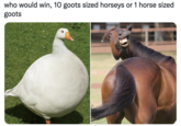 Goots meme who would win, 10 goots sized horseys or 1 horse sized goots