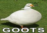 GOOTS
