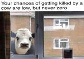 Your chances of getting killed by a cow are low, but never zero