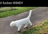 it fucken WIMDY