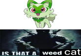 cattsu IS THAT A Weed cat