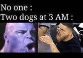 Stop fighting plz 🤦🏾♂️  No one : Two dogs at 3 AM :