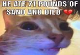 HE ATE 71 POUNDS OF SAND AND DIED