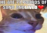 HE ATE 71 POUNDS OF SAND ANDLIVED