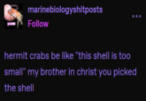 marinebiologyshitposts Follow hermit crabs be like "this shell is too small" my brother in christ you picked the shell