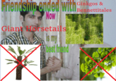Friendshio enged Withnetiales WIth s IGI Bennettitales Ginkgos & Now Giant Horsetails s my