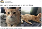breadskate ... @skateofbread Hey guys!! just got myself a new cat :DDD 12:56 PM · Mar 18, 2022 · Twitter Web App