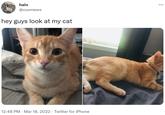 halo ... @cosmews hey guys look at my cat 12:48 PM · Mar 18, 2022 · Twitter for iPhone