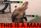 Featherless: ▼ Biped: V THIS IS A MAN