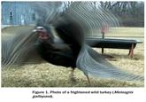 Figure 1. Photo of a frightened wild turkey (Meleagris gallopavo).