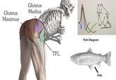 Gluteus Medius Gluteus Мaximus Fish Diagram TFL Fish