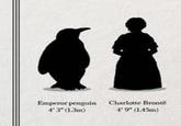 Emperor penguin Charlotte Brontë 43" (1.3m) 4'9" (145m)
