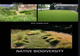 THIS is sexy This is not REAL LAWNS HAVE NATIVE BIODIVERSITY
