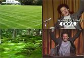 WHAT IF IT WAS moss ? [adult swim]