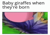 Baby giraffes when they're born