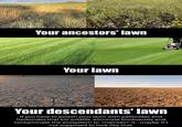 Your ancestors' lawn Your lawn Your descendants' lawn If you have to poison your lawn with pesticides and herbicides that kill wildlife, eliminate biodiversity and contaminate the ecosystem to "maintain" it.maybe it's not supposed to look like that.