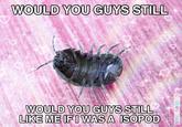 WOULD YOU GUYS STILL BIG BIG BIG BIG WOULD YOU GUYS STILL LIKE ME IF I WAS A ISOPOD TOCK STOCK BIGSTOCK c dney hu