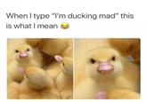 look it’s you- mad but cute | /r/wholesomememes When I type "I'm ducking mad" this is what I mean