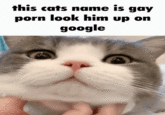 this cats name is gay p--- look him up on google
