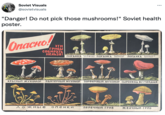 Soviet Visuals @sovietvisuals "Danger! Do not pick those mushrooms!" Soviet health poster. Опасно! эти ГРИБЫ СОБИРАТЬ нельзя! поганка едная поганка едная поганка Блядная Красный МУХОМОР пантерный МУХОМОР ПОРФИРОВЫЙ МУХОМОР Сыроежка жгучеедкая ЛОЖНые опенкИ перечный ГРИБ желчный ГРИБ :