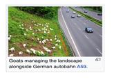 Goats managing the landscape alongside German autobahn A59.