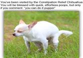 You've been visited by the Constipation Relief Chihuahua You will be blessed with quick, effortless poops, but only if you comment: "you can do it pupper" OPERA