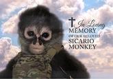 +In Loving MEMORY OF OUR BELOVED SICARIO MONKEY