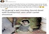 Tee @ShreekkOnnlcce Is it me or was it kinda funny a monkey was inna drug shootout because I just would never expect that. then he sitting there with arms up like don't shoot Dr*g gang's pet monkey found dead with bulletproof vest after cartel shootout :