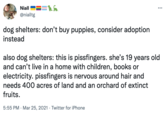 Niall == @nialltg dog shelters: don't buy puppies, consider adoption instead .….. also dog shelters: this is pissfingers. she's 19 years old and can't live in a home with children, books or electricity. pissfingers is nervous around hair and needs 400 acres of land and an orchard of extinct fruits. 5:55 PM Mar 25, 2021 Twitter for iPhone