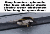 Bug hunter: gimmie the bug shaker dude shake your abdomen The bug in question: