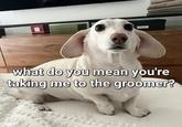 Homophobic dog, you know that word is banned in Reddit, right? what do you mean you're Po taking me to the groomer?