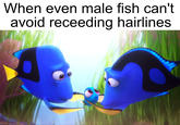 When even male fish can't avoid receeding hairlines