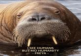 I SEE HUMANS BUT NO HUMANITY - FREYA -